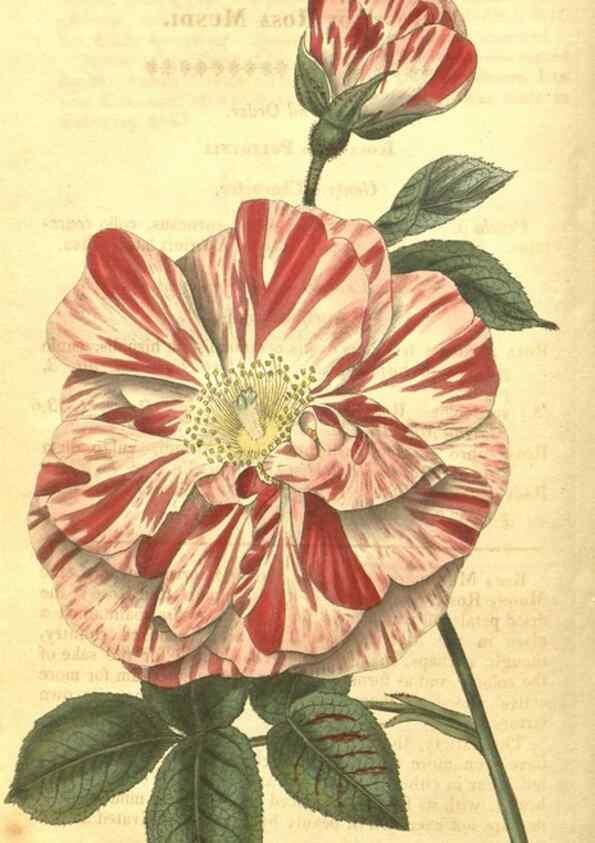 Reproducción/Reproduction 35022793452: Curtis's botanical magazine.. London ; New York [etc.] :Academic Press [etc.]