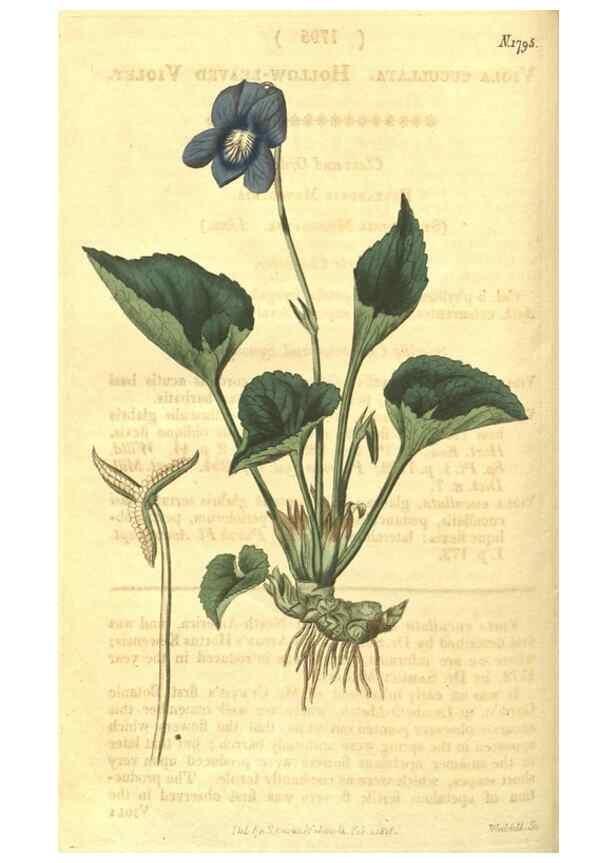 Reproducción/Reproduction 35022795532: Curtis's botanical magazine.. London ; New York [etc.] :Academic Press [etc.]