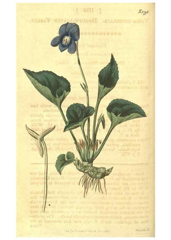 Reproducción/Reproduction 35022795532: Curtis's botanical magazine.. London ; New York [etc.] :Academic Press [etc.]