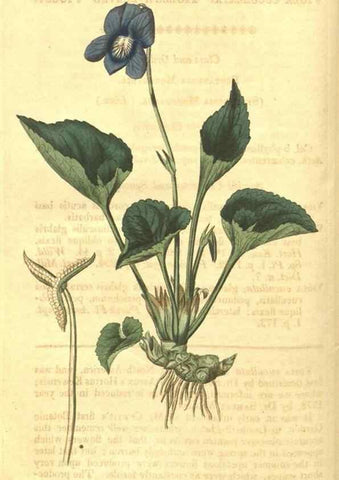 Reproducción/Reproduction 35022795532: Curtis's botanical magazine.. London ; New York [etc.] :Academic Press [etc.]