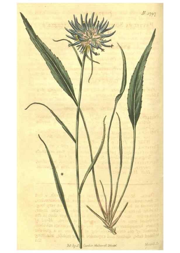 Reproducción/Reproduction 35022799672: Curtis's botanical magazine.. London ; New York [etc.] :Academic Press [etc.]