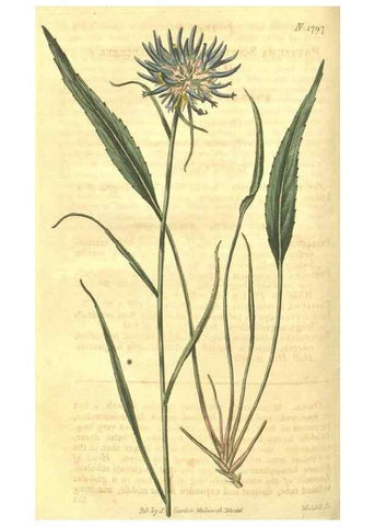 Reproducción/Reproduction 35022799672: Curtis's botanical magazine.. London ; New York [etc.] :Academic Press [etc.]