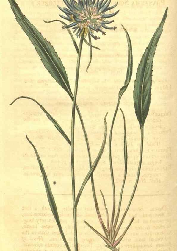 Reproducción/Reproduction 35022799672: Curtis's botanical magazine.. London ; New York [etc.] :Academic Press [etc.]