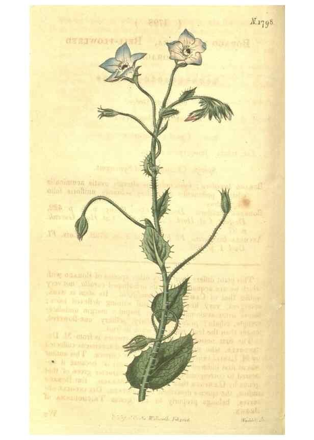 Reproducción/Reproduction 35022801862: Curtis's botanical magazine.. London ; New York [etc.] :Academic Press [etc.]