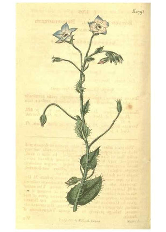 Reproducción/Reproduction 35022801862: Curtis's botanical magazine.. London ; New York [etc.] :Academic Press [etc.]