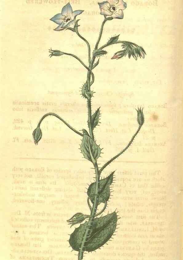 Reproducción/Reproduction 35022801862: Curtis's botanical magazine.. London ; New York [etc.] :Academic Press [etc.]