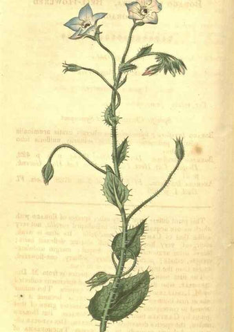 Reproducción/Reproduction 35022801862: Curtis's botanical magazine.. London ; New York [etc.] :Academic Press [etc.]