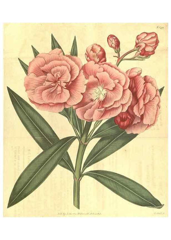 Reproducción/Reproduction 34378507593: Curtis's botanical magazine.. London ; New York [etc.] :Academic Press [etc.]
