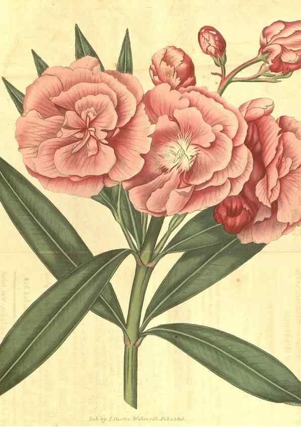 Reproducción/Reproduction 34378507593: Curtis's botanical magazine.. London ; New York [etc.] :Academic Press [etc.]