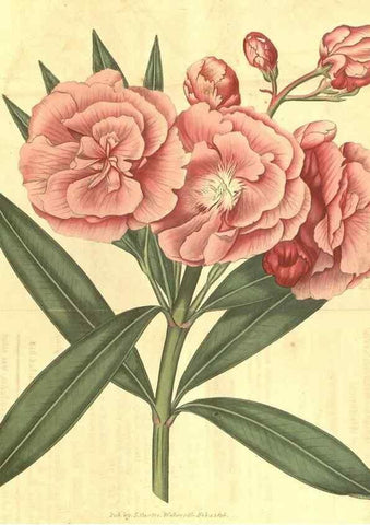Reproducción/Reproduction 34378507593: Curtis's botanical magazine.. London ; New York [etc.] :Academic Press [etc.]