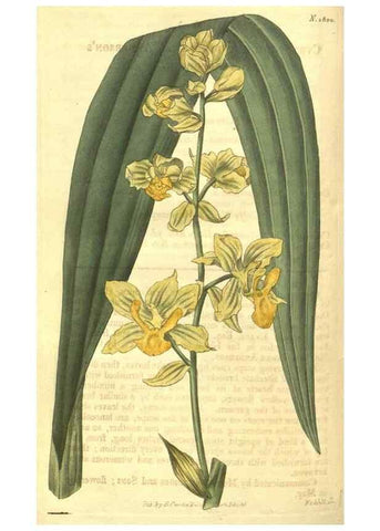 Reproducción/Reproduction 34801404410: Curtis's botanical magazine.. London ; New York [etc.] :Academic Press [etc.]