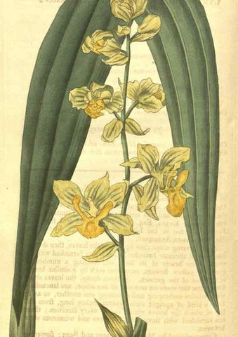 Reproducción/Reproduction 34801404410: Curtis's botanical magazine.. London ; New York [etc.] :Academic Press [etc.]