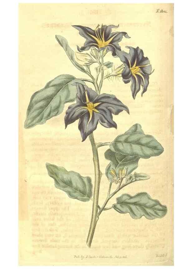 Reproducción/Reproduction 34801406120: Curtis's botanical magazine.. London ; New York [etc.] :Academic Press [etc.]