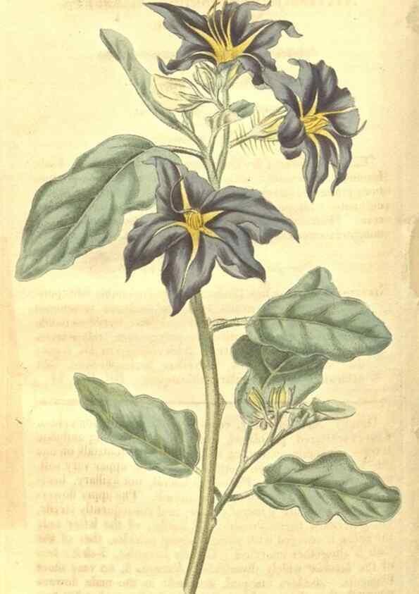Reproducción/Reproduction 34801406120: Curtis's botanical magazine.. London ; New York [etc.] :Academic Press [etc.]