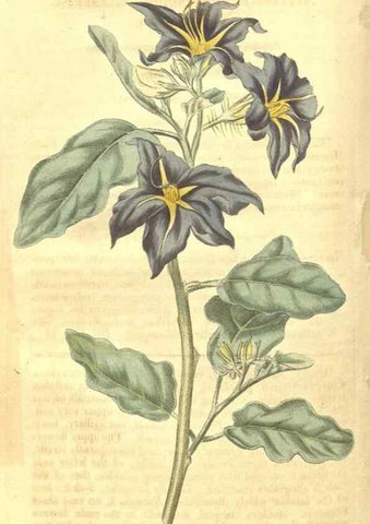 Reproducción/Reproduction 34801406120: Curtis's botanical magazine.. London ; New York [etc.] :Academic Press [etc.]