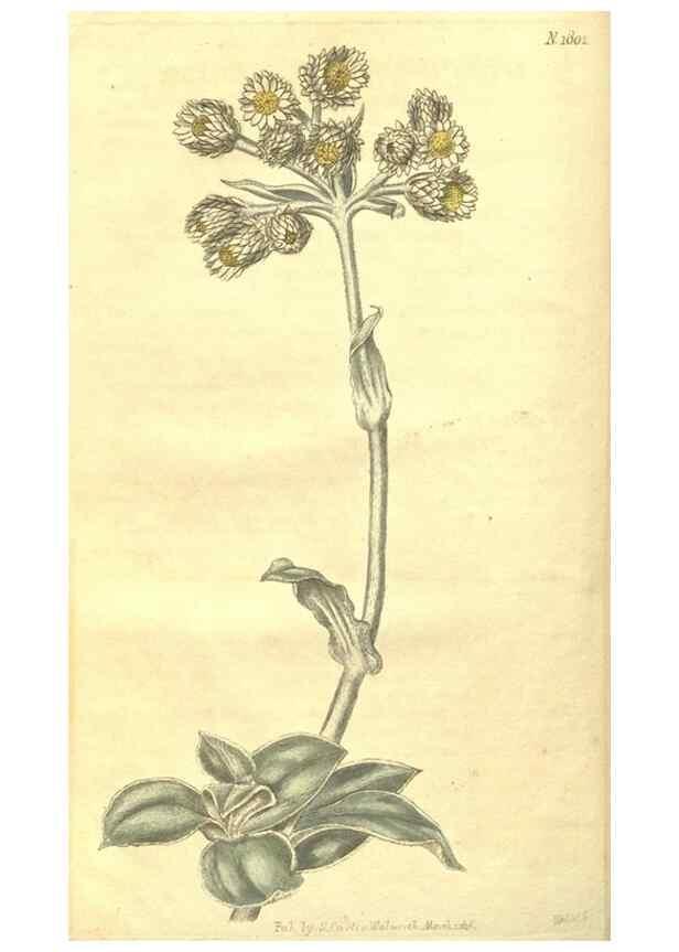 Reproducción/Reproduction 34801408210: Curtis's botanical magazine.. London ; New York [etc.] :Academic Press [etc.]