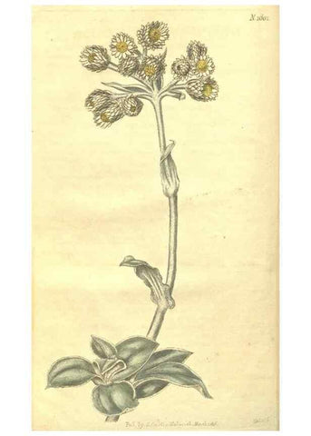 Reproducción/Reproduction 34801408210: Curtis's botanical magazine.. London ; New York [etc.] :Academic Press [etc.]