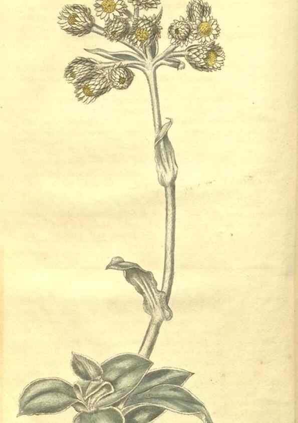 Reproducción/Reproduction 34801408210: Curtis's botanical magazine.. London ; New York [etc.] :Academic Press [etc.]