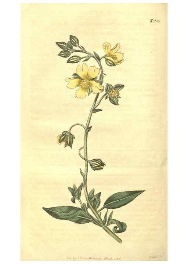 Reproducción/Reproduction 34801411250: Curtis's botanical magazine.. London ; New York [etc.] :Academic Press [etc.]