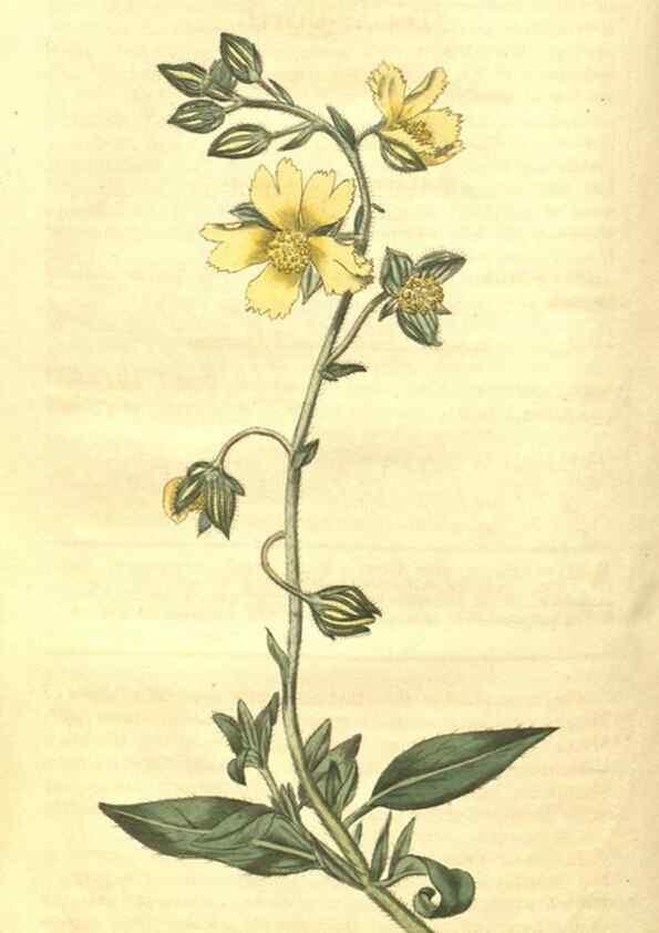 Reproducción/Reproduction 34801411250: Curtis's botanical magazine.. London ; New York [etc.] :Academic Press [etc.]