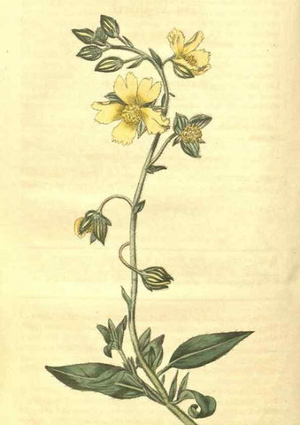 Reproducción/Reproduction 34801411250: Curtis's botanical magazine.. London ; New York [etc.] :Academic Press [etc.]