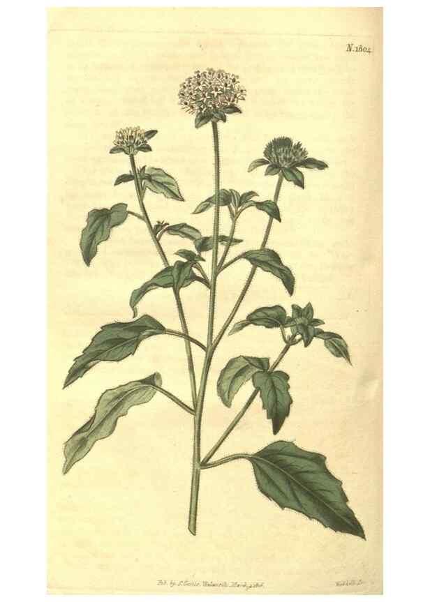 Reproducción/Reproduction 34801414280: Curtis's botanical magazine.. London ; New York [etc.] :Academic Press [etc.]