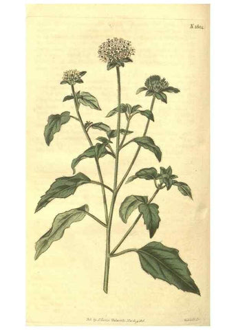 Reproducción/Reproduction 34801414280: Curtis's botanical magazine.. London ; New York [etc.] :Academic Press [etc.]