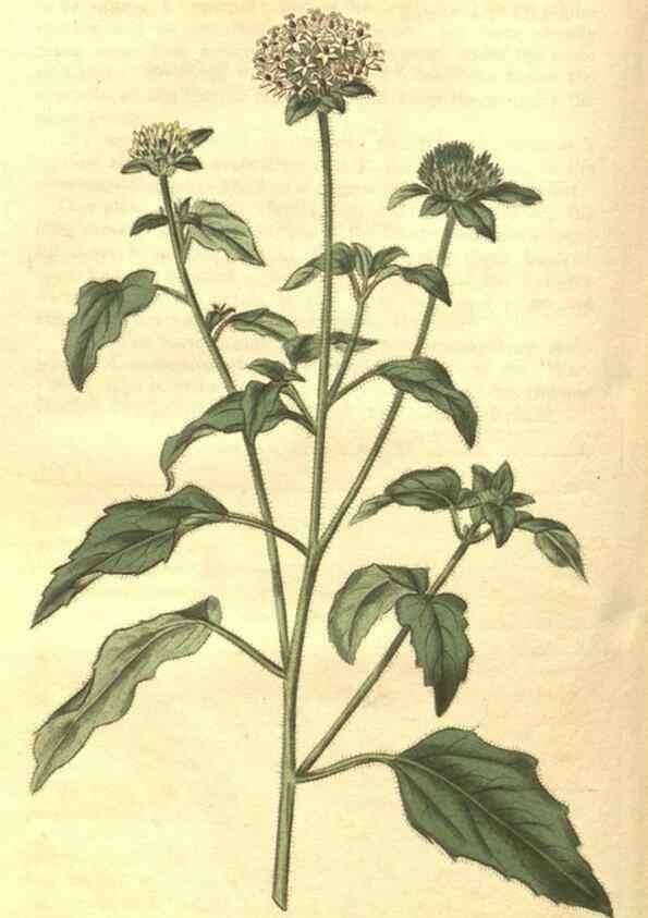 Reproducción/Reproduction 34801414280: Curtis's botanical magazine.. London ; New York [etc.] :Academic Press [etc.]
