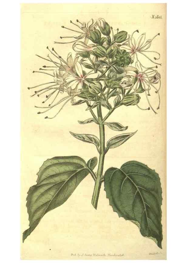 Reproducción/Reproduction 34343271534: Curtis's botanical magazine.. London ; New York [etc.] :Academic Press [etc.]