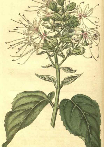 Reproducción/Reproduction 34343271534: Curtis's botanical magazine.. London ; New York [etc.] :Academic Press [etc.]