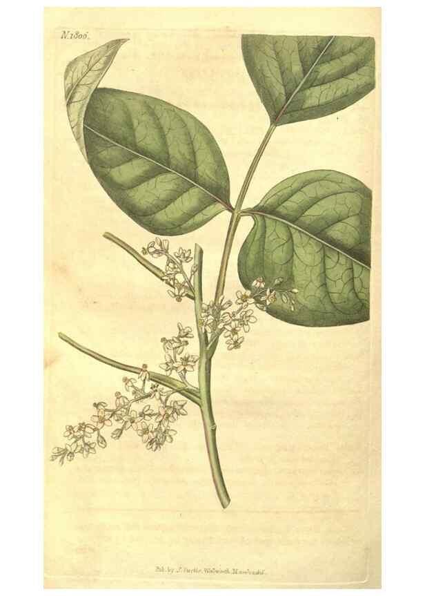 Reproducción/Reproduction 34343273494: Curtis's botanical magazine.. London ; New York [etc.] :Academic Press [etc.]