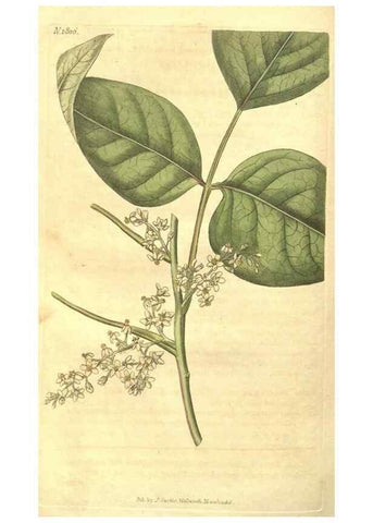 Reproducción/Reproduction 34343273494: Curtis's botanical magazine.. London ; New York [etc.] :Academic Press [etc.]