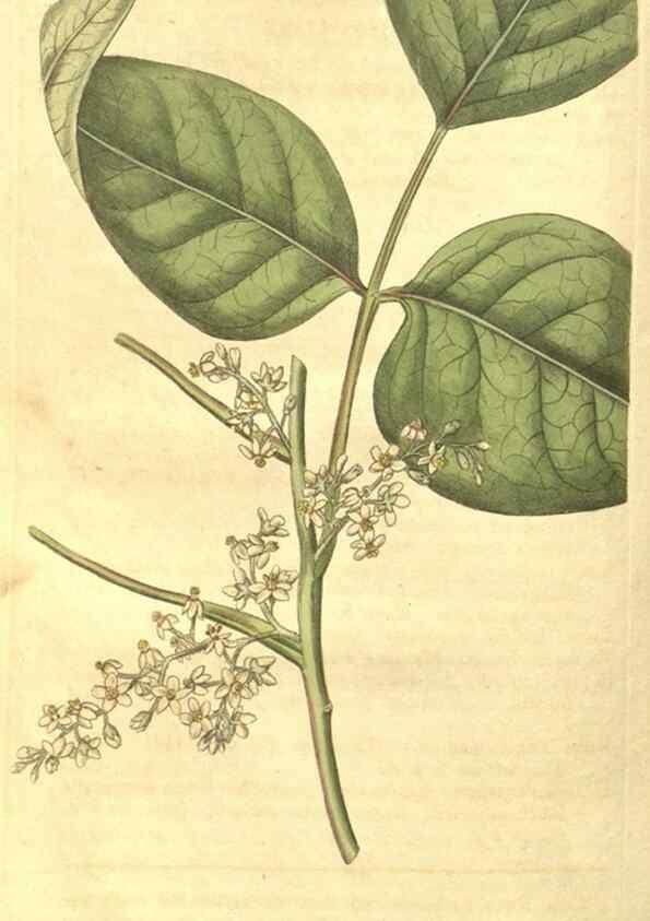 Reproducción/Reproduction 34343273494: Curtis's botanical magazine.. London ; New York [etc.] :Academic Press [etc.]