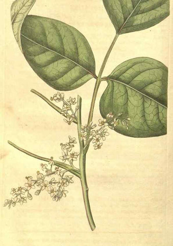 Reproducción/Reproduction 34343273494: Curtis's botanical magazine.. London ; New York [etc.] :Academic Press [etc.]