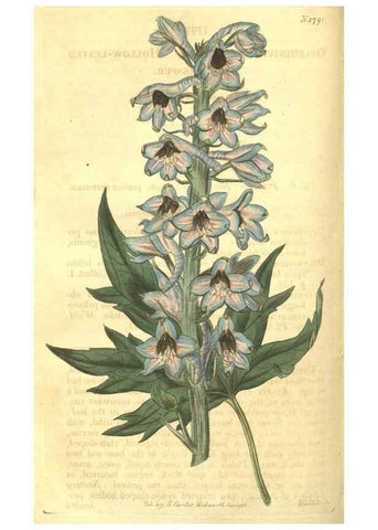 Reproducción/Reproduction 34801396550: Curtis's botanical magazine.. London ; New York [etc.] :Academic Press [etc.]