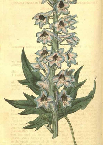 Reproducción/Reproduction 34801396550: Curtis's botanical magazine.. London ; New York [etc.] :Academic Press [etc.]
