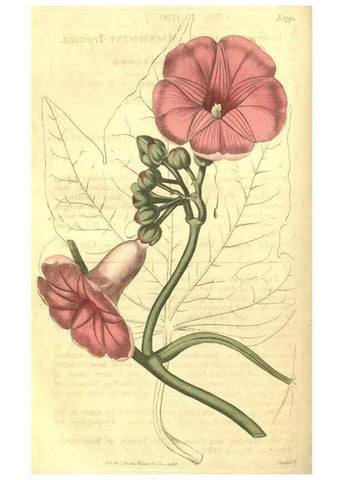 Reproducción/Reproduction 34801395310: Curtis's botanical magazine.. London ; New York [etc.] :Academic Press [etc.]