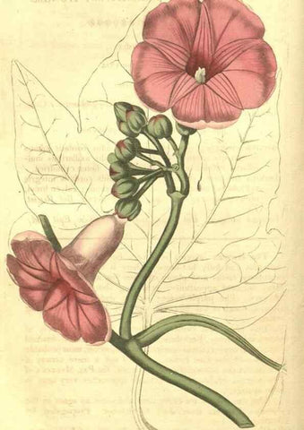 Reproducción/Reproduction 34801395310: Curtis's botanical magazine.. London ; New York [etc.] :Academic Press [etc.]