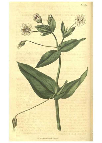 Reproducción/Reproduction 34801394100: Curtis's botanical magazine.. London ; New York [etc.] :Academic Press [etc.]