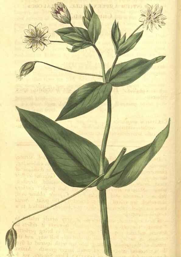 Reproducción/Reproduction 34801394100: Curtis's botanical magazine.. London ; New York [etc.] :Academic Press [etc.]