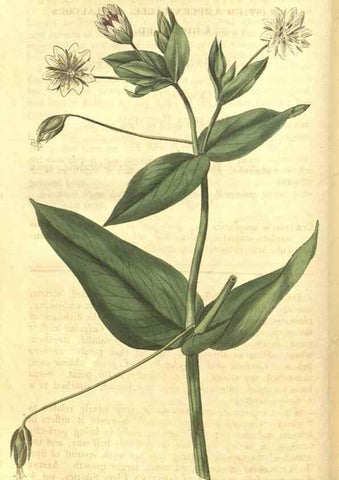 Reproducción/Reproduction 34801394100: Curtis's botanical magazine.. London ; New York [etc.] :Academic Press [etc.]