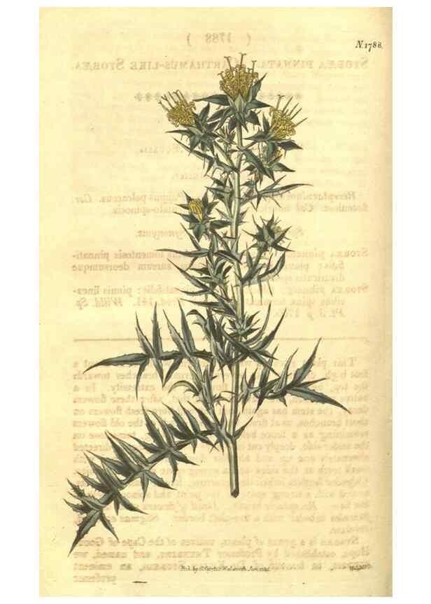 Reproducción/Reproduction 34801392950: Curtis's botanical magazine.. London ; New York [etc.] :Academic Press [etc.]