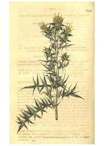 Reproducción/Reproduction 34801392950: Curtis's botanical magazine.. London ; New York [etc.] :Academic Press [etc.]