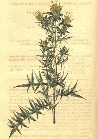 Reproducción/Reproduction 34801392950: Curtis's botanical magazine.. London ; New York [etc.] :Academic Press [etc.]