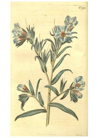 Reproducción/Reproduction 34801363610: Curtis's botanical magazine.. London ; New York [etc.] :Academic Press [etc.]