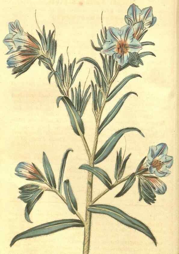 Reproducción/Reproduction 34801363610: Curtis's botanical magazine.. London ; New York [etc.] :Academic Press [etc.]