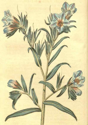 Reproducción/Reproduction 34801363610: Curtis's botanical magazine.. London ; New York [etc.] :Academic Press [etc.]