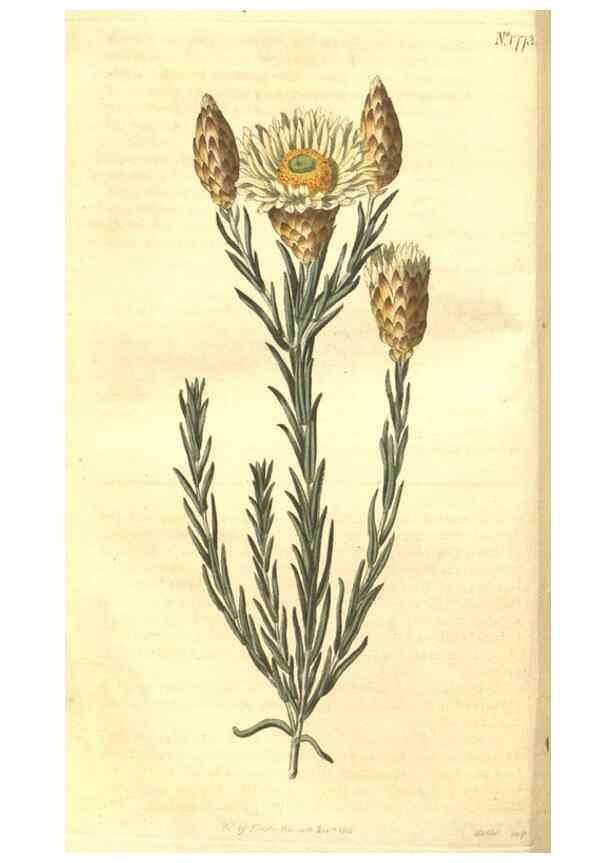 Reproducción/Reproduction 34343205954: Curtis's botanical magazine.. London ; New York [etc.] :Academic Press [etc.]