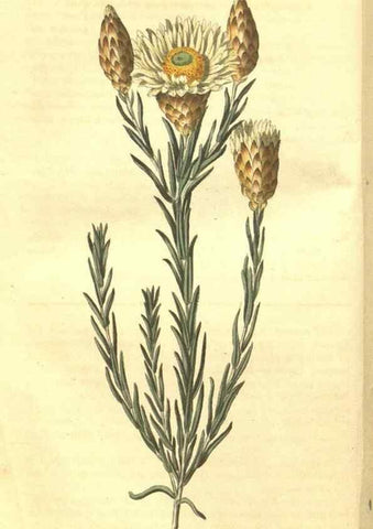 Reproducción/Reproduction 34343205954: Curtis's botanical magazine.. London ; New York [etc.] :Academic Press [etc.]