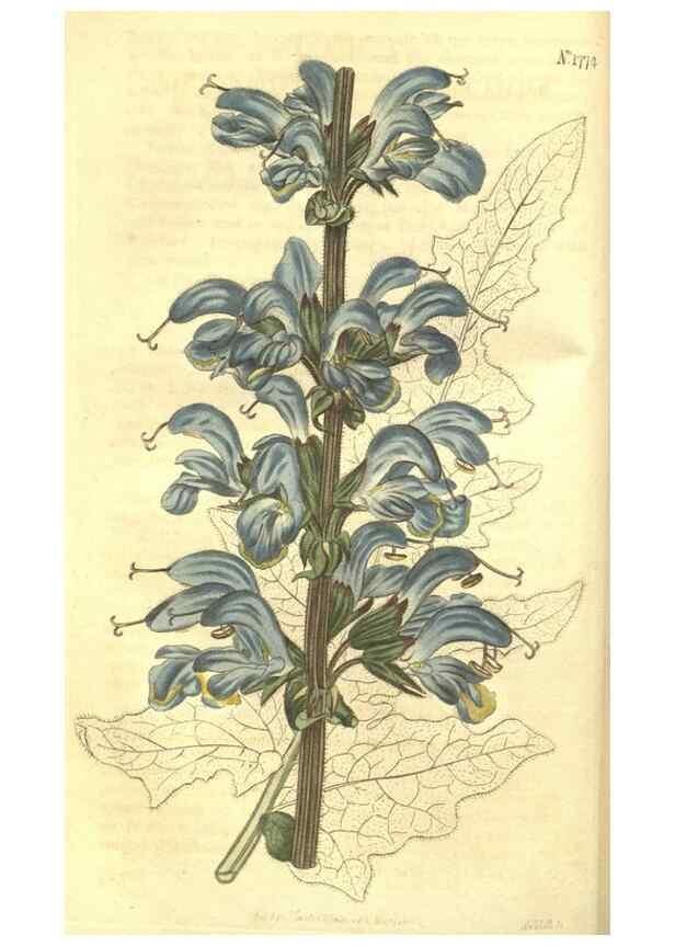 Reproducción/Reproduction 34343209534: Curtis's botanical magazine.. London ; New York [etc.] :Academic Press [etc.]